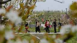 湖南衡陽：萬樹梨花雪 醉美茶山坳
