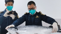 長沙機場口岸迎來首批智利冰鮮三文魚
