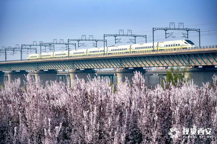 李花怒放一树白 遥望疑似春飞雪