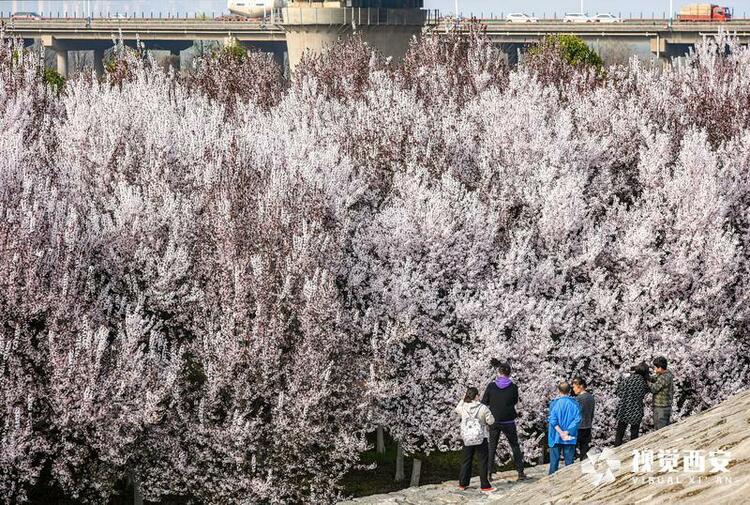 李花怒放一樹白 遙望疑似春飛雪