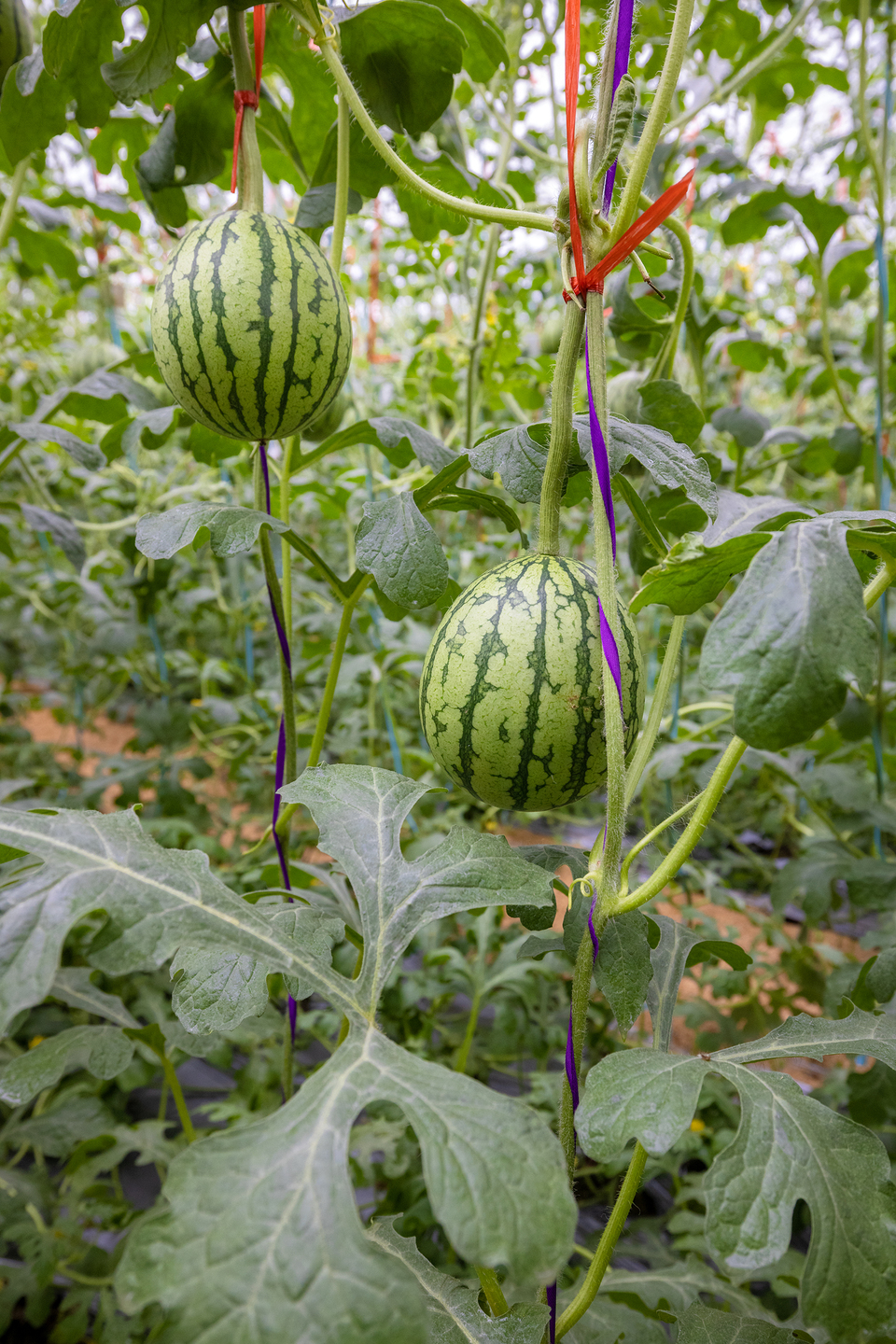 山东潍坊瞧西瓜成了绿糖丸