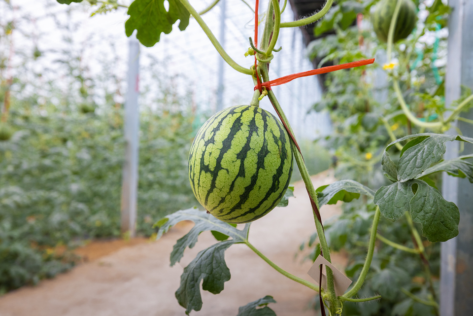 山东潍坊：瞧！西瓜成了“绿糖丸”