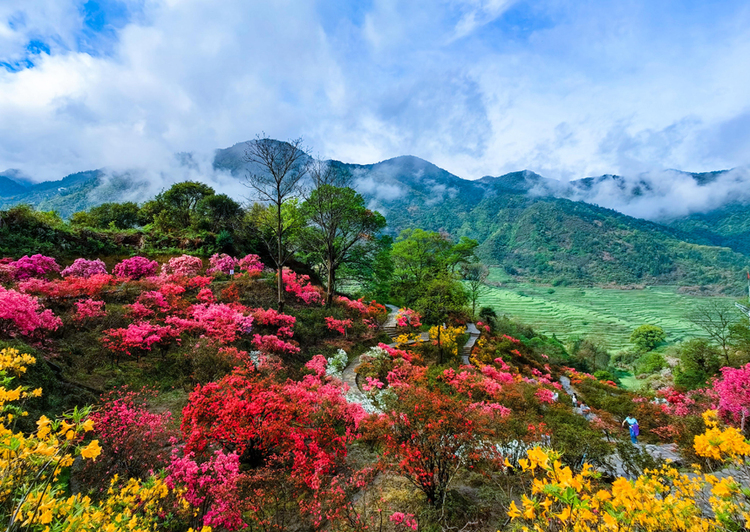 江西婺源：杜鹃盛放美如画