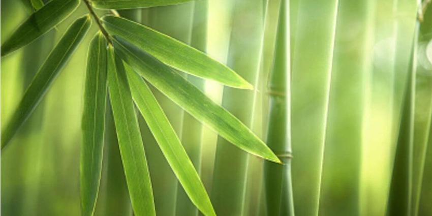 “以竹代塑” 助力全球可持續發展