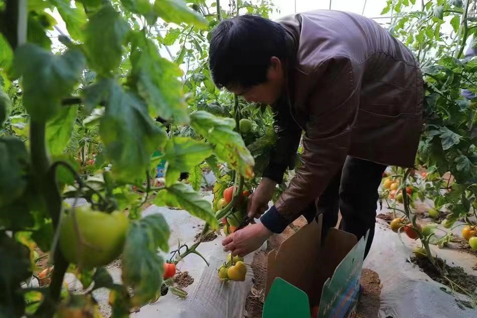 【天水】天水武山：多維發力 大力建設現代化蔬菜生産強縣_fororder_2