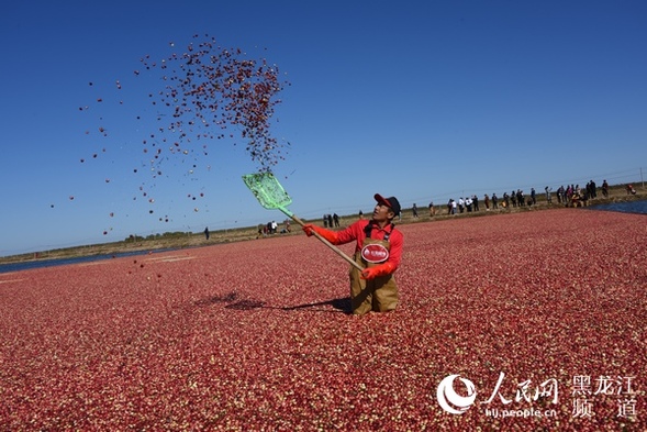 撫遠市培育特色農業品牌 打造東方蔓越莓之都