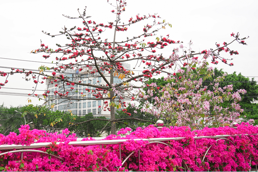 南宁市江南区：百花争艳满城香