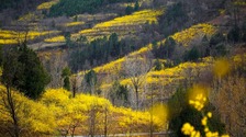 連翹花開 春滿群山