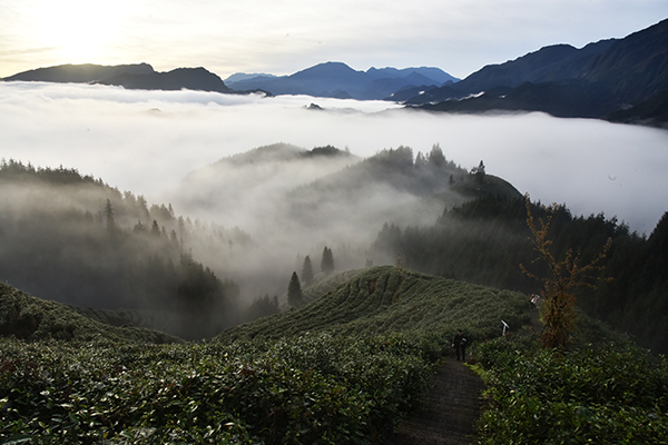 图片默认标题_fororder_茶园美景