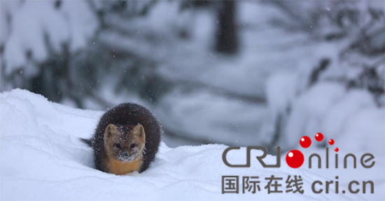 吉林仙峰國家森林公園現40多隻國家一級保護動物紫貂