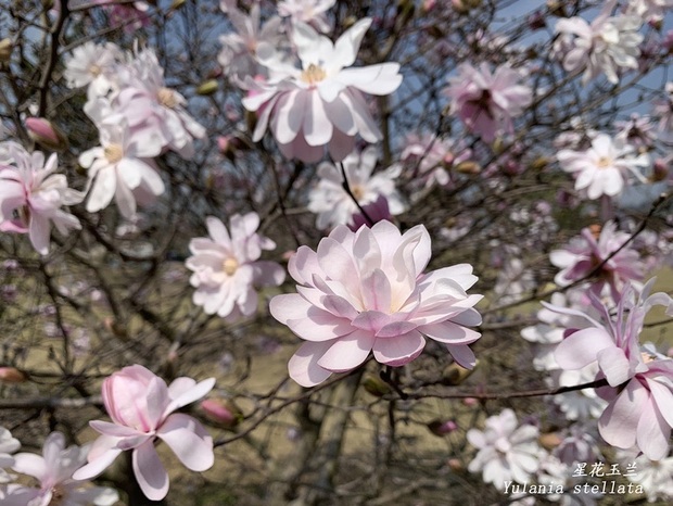 【文化旅遊】上海辰山植物園木蘭園迎來盛花期