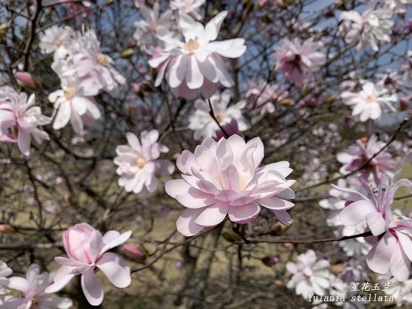 【文化旅游】上海辰山植物园木兰园迎来盛花期