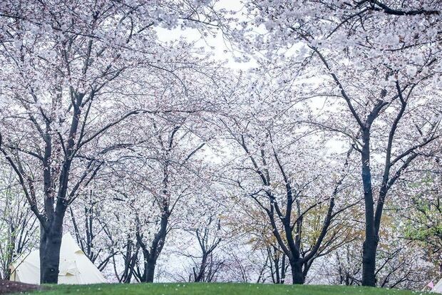 【文化旅游-滚动图】上海辰山植物园染井吉野花进入最佳观赏期
