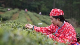 貴州思南：孫家壩鎮萬畝春茶開採
