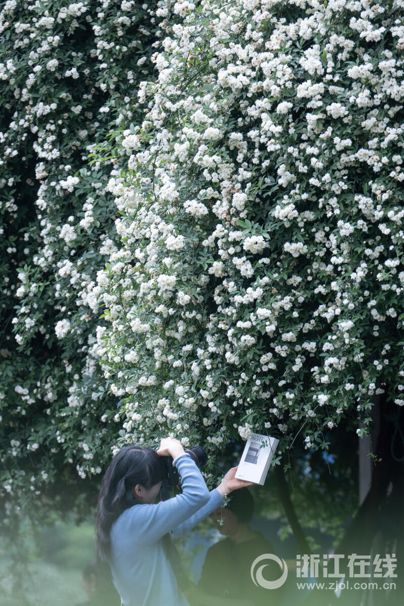 白木香花开如瀑_fororder_W020230418543042394506