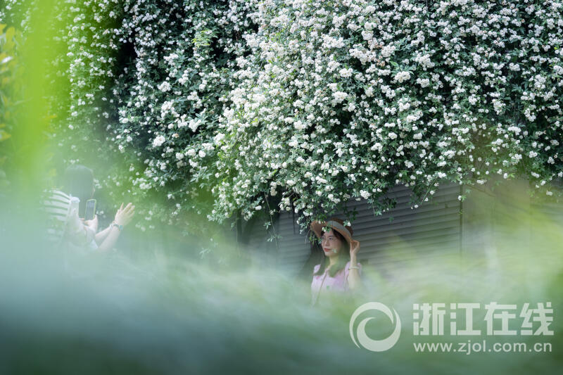 白木香花开如瀑_fororder_W020230418543041720619