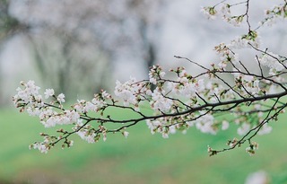 【文化旅遊-滾動圖】上海辰山植物園染井吉野花進入最佳觀賞期