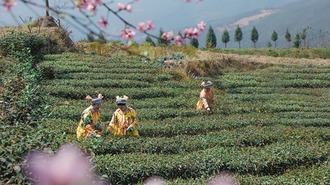 泸州古蔺：苗乡春茶开采 尝春天第一口“鲜”