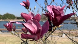 【文化旅游】上海辰山植物园木兰园迎来盛花期
