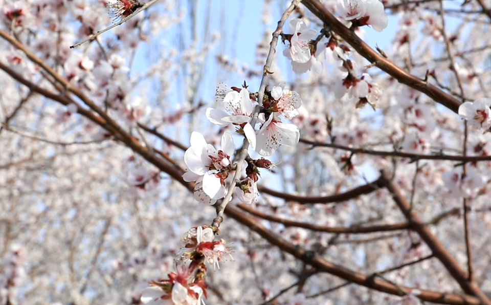 晋阳湖公园桃花图片