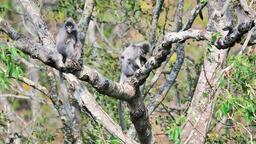 保山施甸：印支灰葉猴“秀”家庭溫馨
