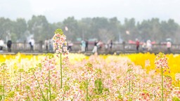 【城市遠洋】重慶南川：和美鄉村祥瑞如畫