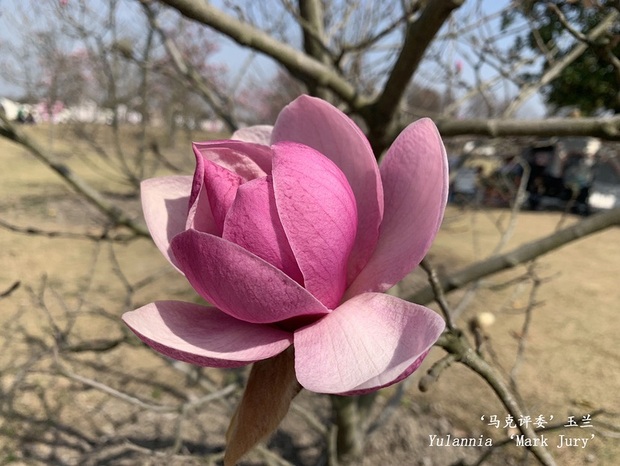 【文化旅遊】上海辰山植物園木蘭園迎來盛花期