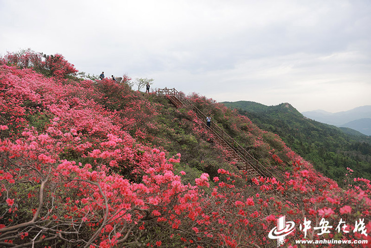 六安太平山：萬畝野生杜鵑花海“帶紅”鄉村遊_fororder_W020230419809426633168