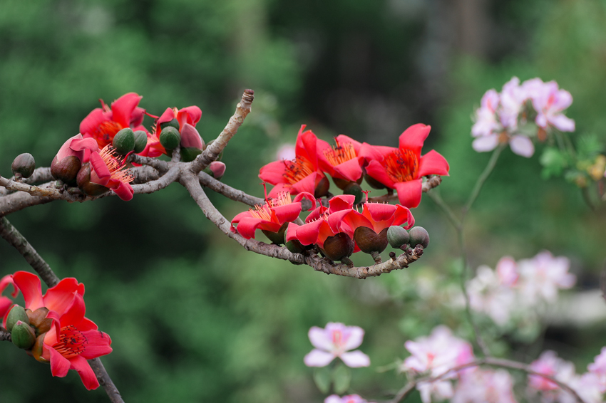 南寧市江南區：百花爭艷滿城香