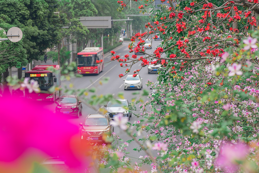 南宁市江南区：百花争艳满城香