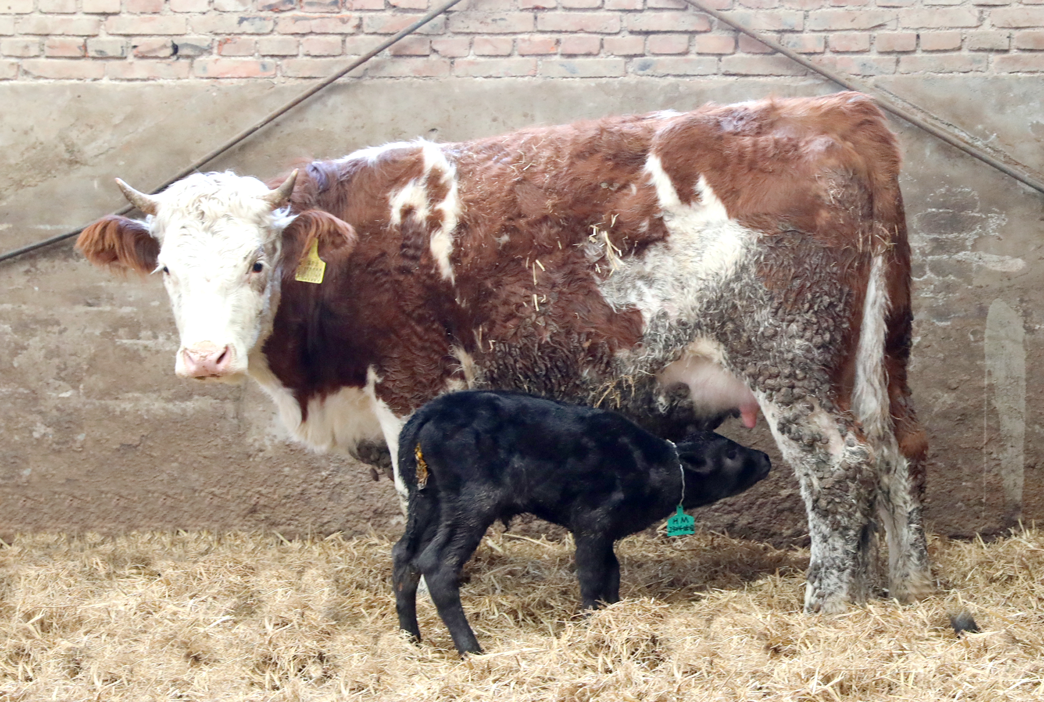 图片默认标题_fororder_西门塔尔母牛和胚胎移植新生和牛