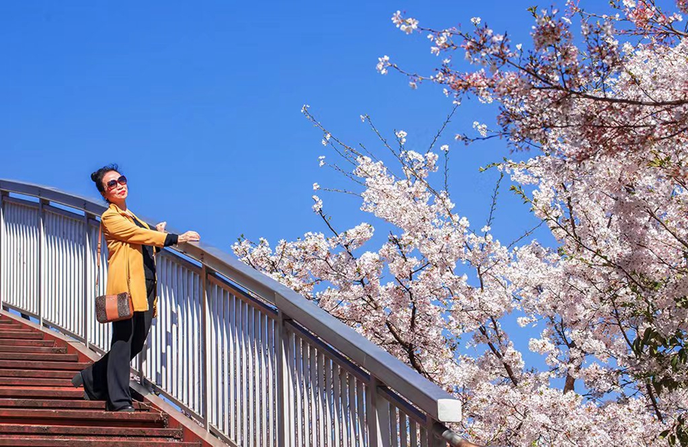 【多彩贵州·花漾中国】贵州钟山：水城河边樱花盛开 邀你开启浪漫之旅_fororder_24316a744eb69fe6f36b87279c167a9