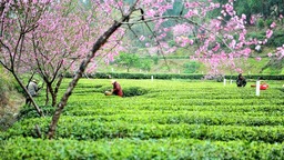 湖北宜昌：春花相伴採茶忙