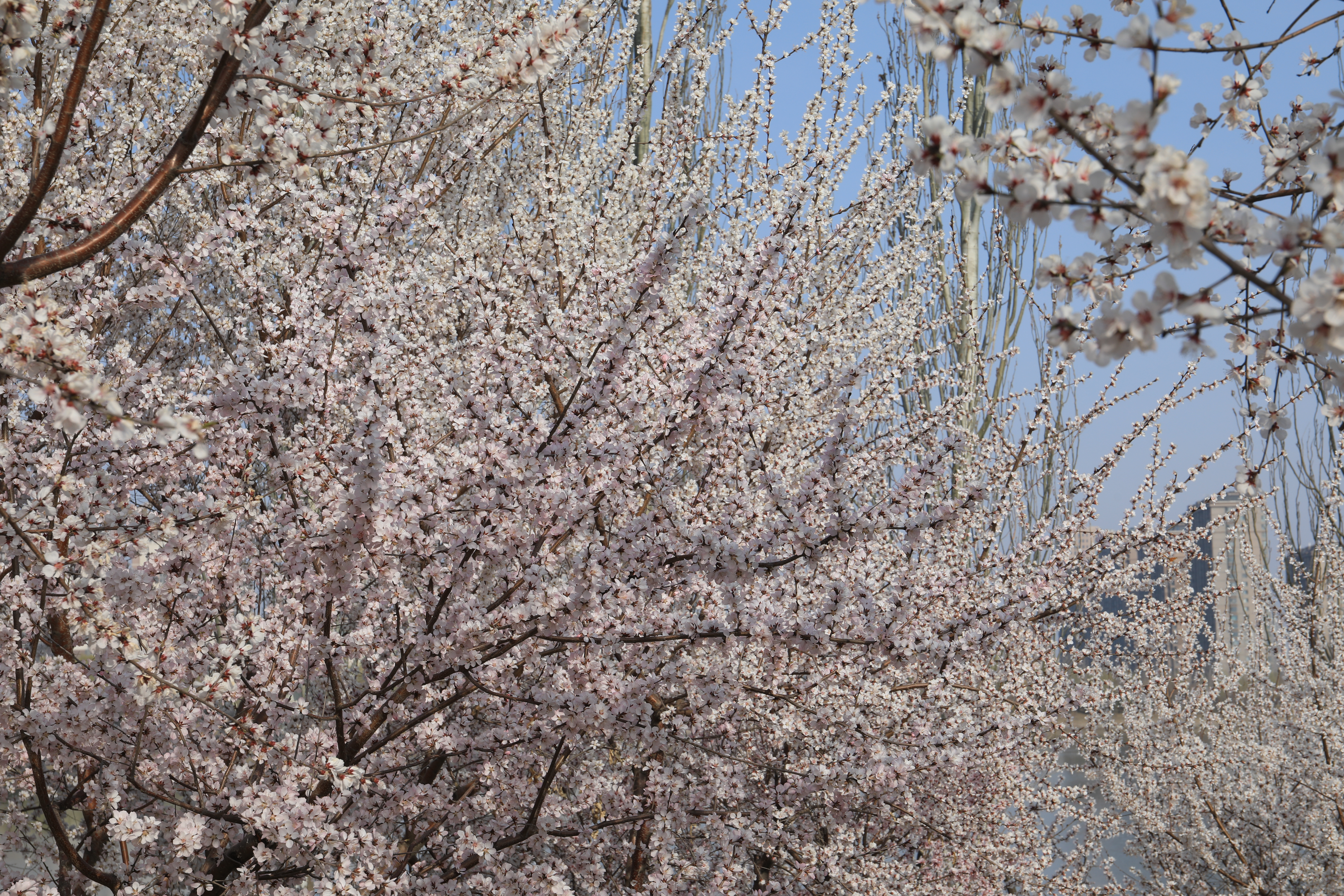 太原晋阳湖畔桃花盛放_fororder_1