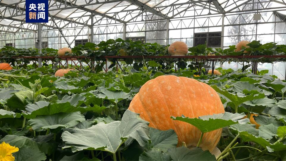 2000多个蔬菜品种亮相第二十四届中国（寿光）国际蔬菜科技博览会