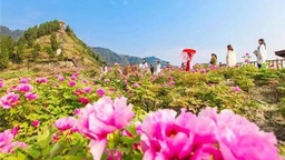2023年重慶墊江牡丹文化節將於3月23日啟幕