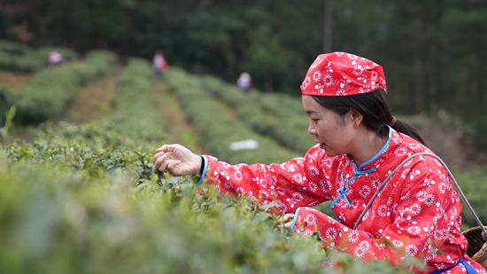 （供稿）贵州思南：孙家坝镇万亩春茶开采_fororder_正在采茶2（孙磊 摄）.JPG