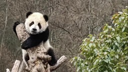 著名熊猫画家刘中捐车暨认养大熊猫“中中”仪式在雅安举行