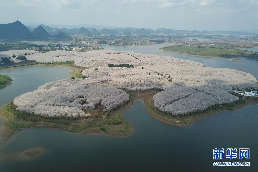 貴州：櫻花滿天賞春光
