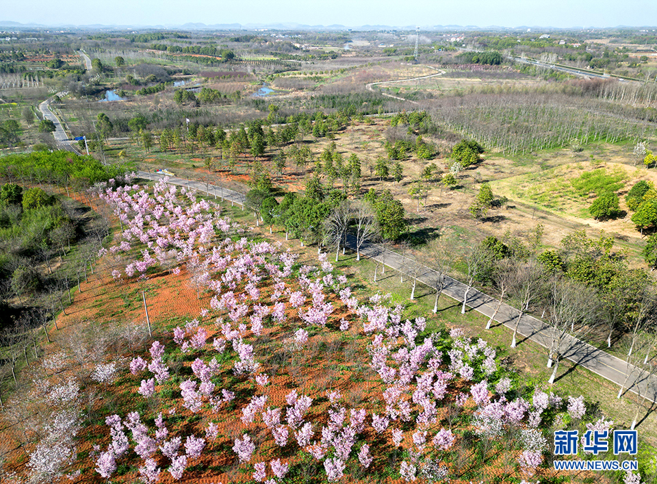 赏花季 武汉国樱早樱品种上新