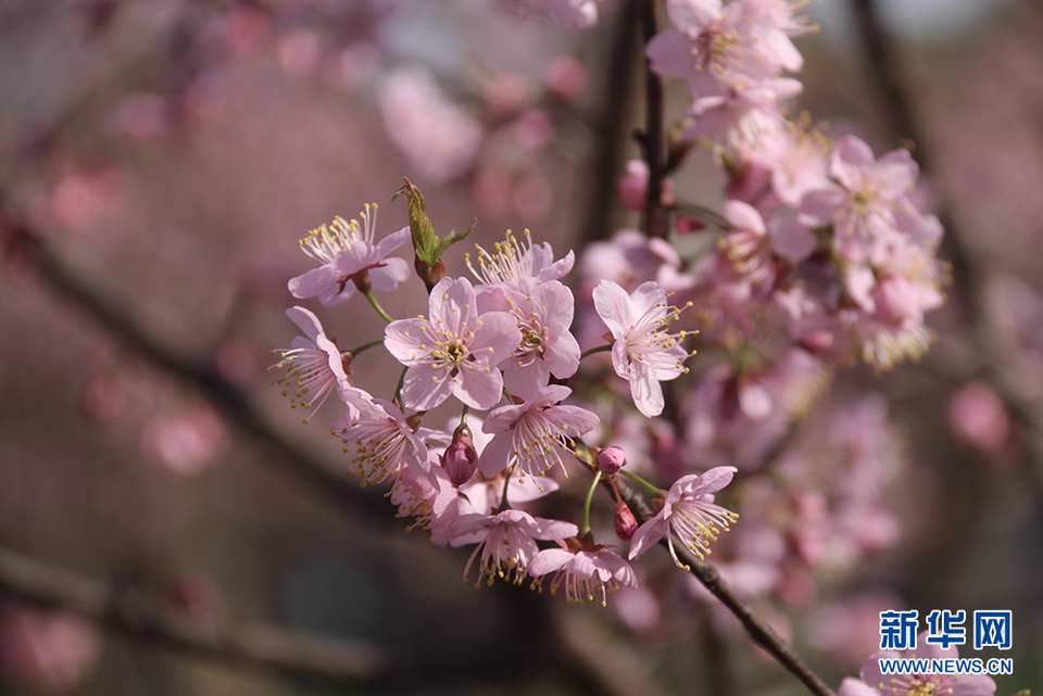 赏花季 武汉国樱早樱品种上新