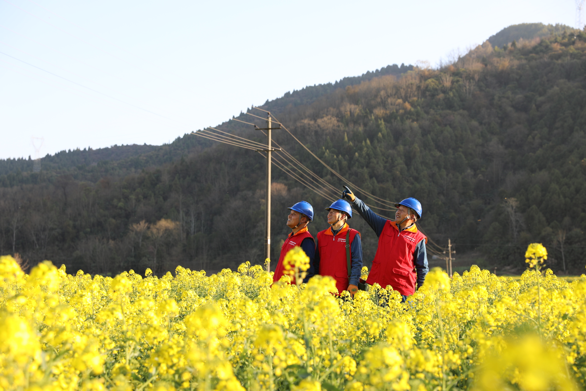 国网陕西电力：电靓三秦大地 振兴乡村旅游_fororder_国网陕西电力员工对油菜花观赏区域线路进行巡视