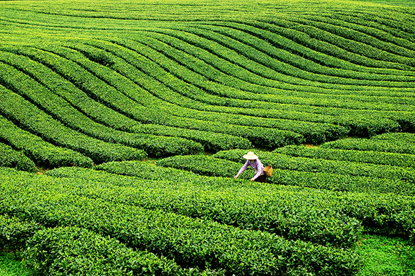 第十九届蒙顶山茶文化旅游节将于3月27日在雅安名山举行_fororder_蒙顶山茶园-供图-名山区委宣传部