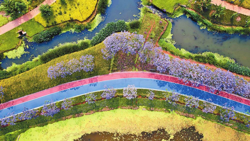 有一种叫云南的生活 | 最美四月天去红河石屏异龙湖看紫色花海