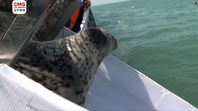 2个月长40斤！被救小斑海豹重返大海