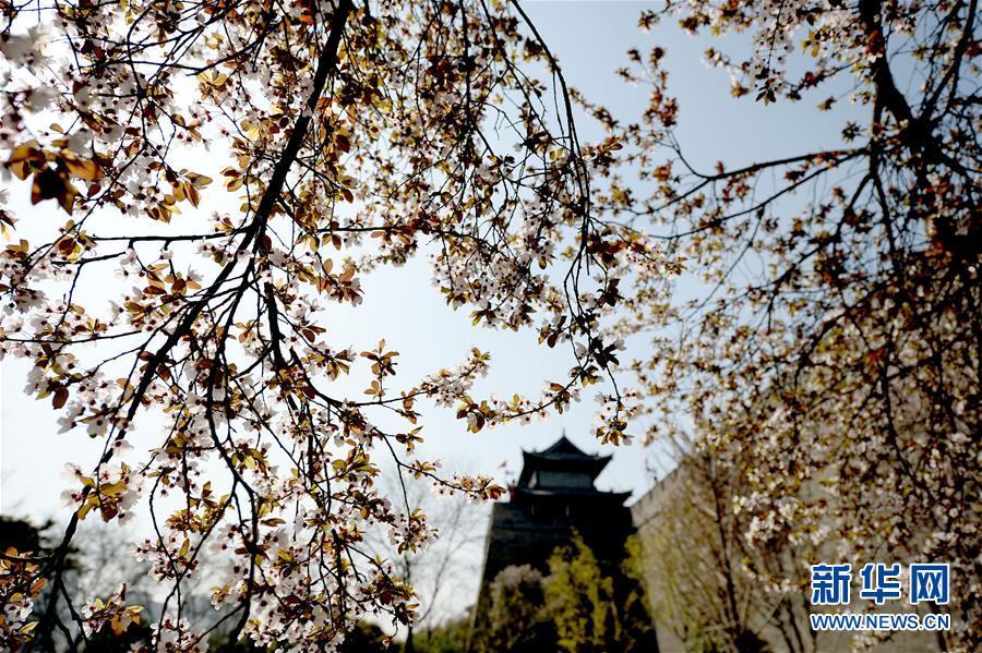 陜西西安：春暖花開競芳菲