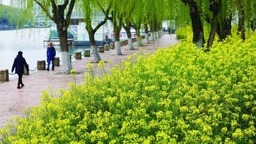 秦淮河畔 油菜花开