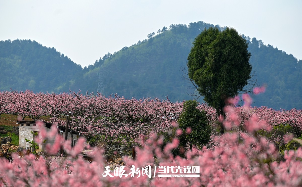 贵阳永乐：灼灼桃花笑春风_fororder_微信图片_20230324082446