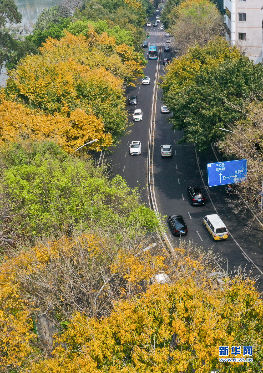 福州奇景：春风吹闽江 落叶满榕城