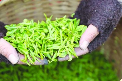 南京：雨花茶為媒 “文化+農業”助力鄉村振興
